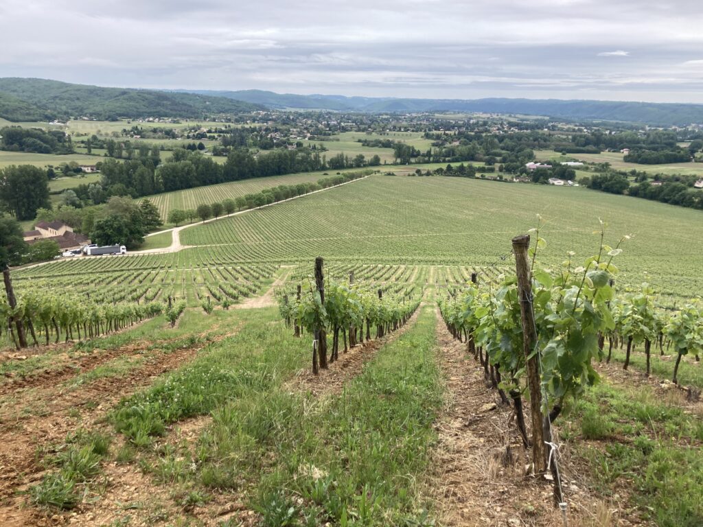 Cahors vineyard in the Lot Valley, showcasing terraced slopes and emblematic Malbec vines under natural light.