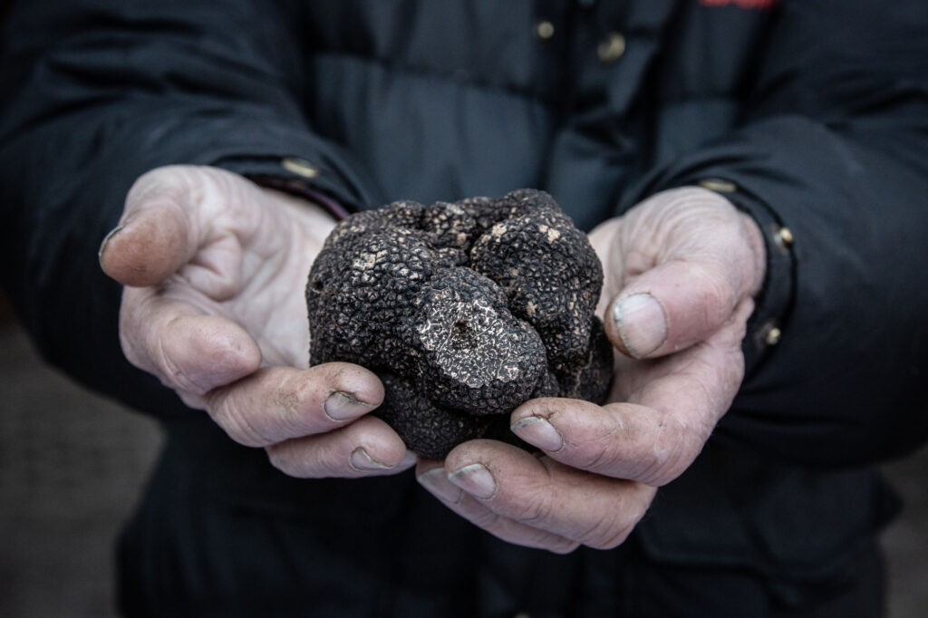 Fresh black truffles harvested during truffle season in the Lot Valley, France